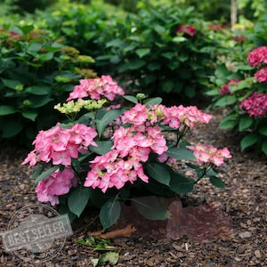 May include: A vibrant pink hydrangea bush with lush green leaves and clusters of delicate flowers. The image shows a close-up of the plant, with a "Best Seller" stamp in the lower left corner. The background features other plants and foliage.