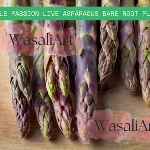 Purple Passion Asparagus Crowns (2yr) | 5 Bare Root Plants | Heirloom Variety | Perennial Veggie | Gardening, No Ship to California