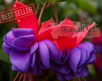 Fuchsia Plant Live | Hummingbird Plant | Blue Eye Variety