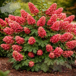 May include: A lush, vibrant bush with large, cone-shaped, pinkish-red flower clusters. The plant features dark green, textured leaves and is labeled "BEST SELLER" in a circular emblem. The overall appearance suggests a flowering shrub, likely for landscaping.