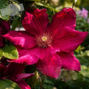 May include: Close-up of a vibrant, deep magenta clematis flower with a prominent, textured center. The petals are velvety and slightly ruffled, with green foliage in the background. The image includes a "BEST SELLER" badge.