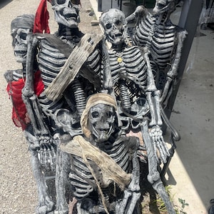 Life size Skeleton prop