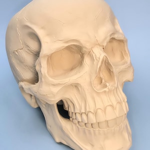 May include: A detailed, off-white human skull replica. The skull features realistic bone structure, including eye sockets, nasal cavity, and teeth. The surface has subtle cracks and imperfections, adding to its lifelike appearance. The skull is set against a light blue background.