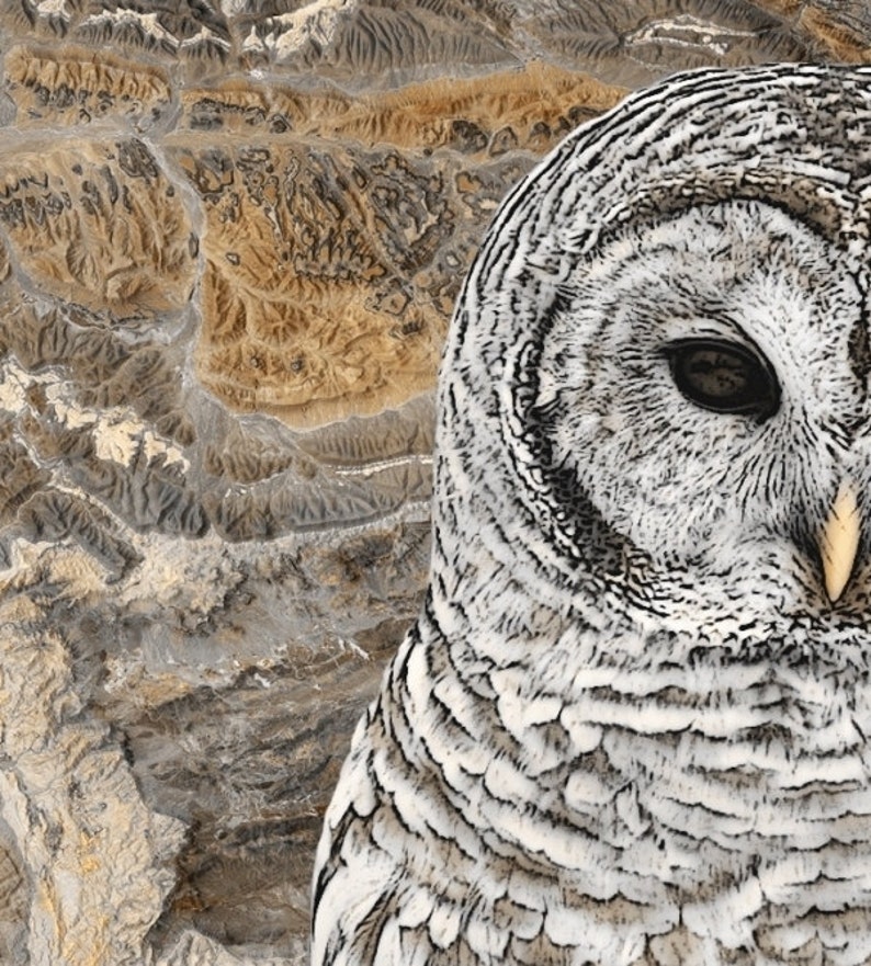 Barred Owl Art Native American Spirit Animal 12 x 12 Print Etsy