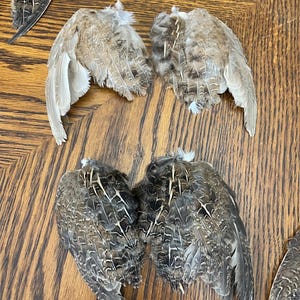 Quail wings-Hunting dog training, Cat toys-Dog treats-fly fishing tying- jewelry making and craft supplies-free shipping!