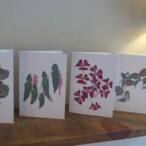 Cartes de voeux botaniques, lot de 4 - la gamme colorée. Illustré à la main dans le Somerset. Livraison gratuite au Royaume-Uni.