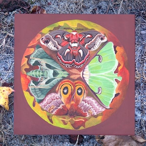 May include: A square, brown canvas featuring a circular painting of four moths. The moths are in shades of red, green, brown, and white, with intricate wing patterns. The artwork is set against a backdrop of dry leaves and grass.