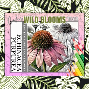 May include: A black and white line drawing of an Eastern Purple Coneflower, Echinacea purpurea, with a pink and purple color overlay. The image is part of a 2025-2026 calendar titled "Color Wild Blooms".