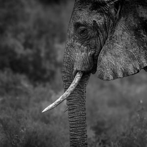 Majestic Black and White Elephant Portrait
