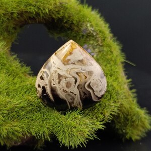 Spring Fossil Palm Root Teardrop | Small Hand Carved Gemstone Cabochon for Jewelry and Gifts
