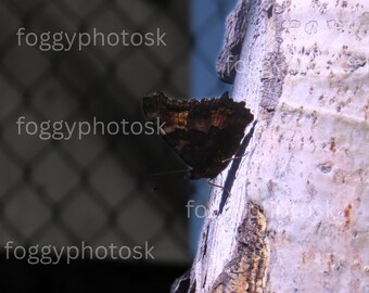 moth