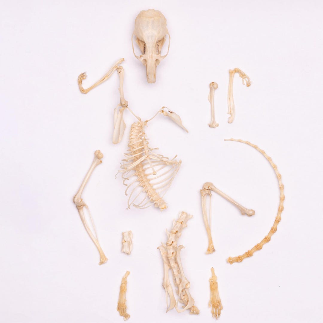 Real Desert Woodrat Skeleton - Disarticulated - Etsy