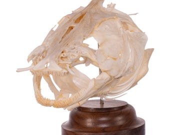 Real Catfish Skull on Stand  - Ethically Sourced Natural Bone Specimen