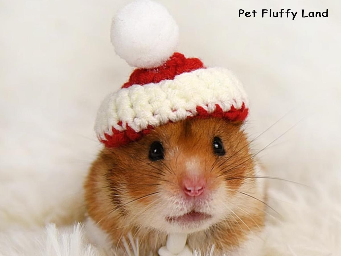 Verstellbares Geschirr Für Kleintiere – Meerschweinchen, Hamster, Ratten, Größe M, Lila Herz