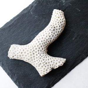 May include: White coral branch with a porous texture, displayed on a black slate surface.