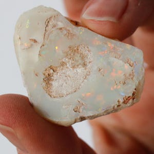 Opalized Bivalve Cockleshell Fossil from Australia