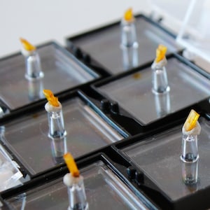 May include: A set of six small, clear glass display cases with black frames, each containing a small, yellow crystal specimen.