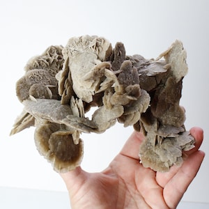 Desert Rose Selenite - Moroccan Mineral Specimen