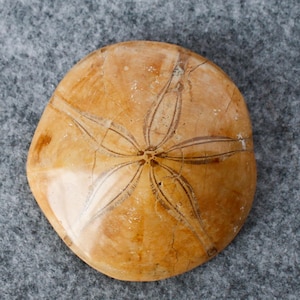 Fossilized Sand Dollar Echinoid Sea Urchin Holeclypus - Fossil Specimen