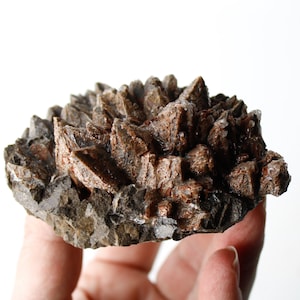 Chocolade Dogtooth Calcietcluster