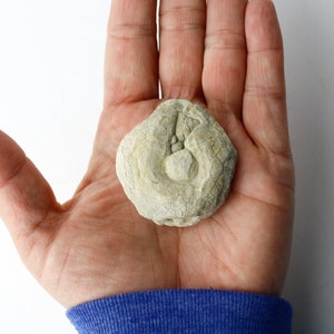 Coprolita - Caca fosilizada