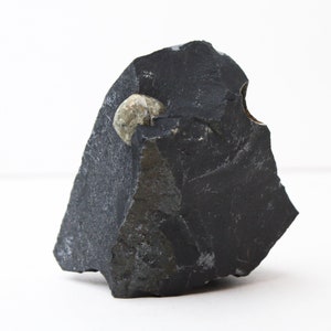 Pyrite Sphere in Shale