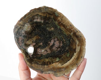 Petrified Wood - Woodworthia Africa