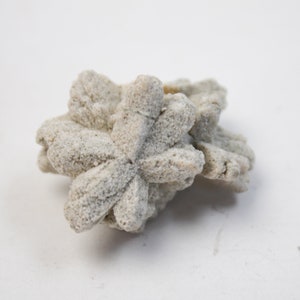May include: A light-colored, textured mineral specimen with a unique, flower-like formation. The stone has a rough, granular surface and a pale, neutral color, set against a white background. The mineral's shape is reminiscent of a cluster of petals.
