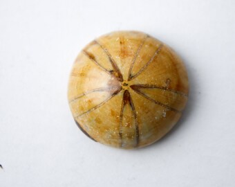 Mini Fossilized Sand Dollar Echinoid Sea Urchin Holeclypus