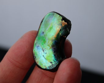 Iridescent Ammolite - Fossil Specimen