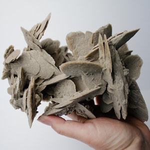 Desert Rose Selenite - Moroccan Mineral Specimen