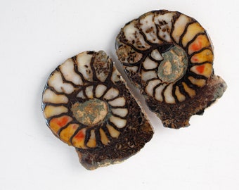 Ammonite - Fossil Specimen with Hematite