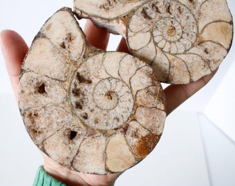 アンモナイトの化石（母岩入り、片面研磨済み、3インチ以上）jw81