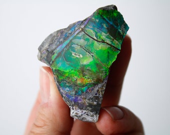 Colorado Iridescent Ammolite - Fossil Specimen