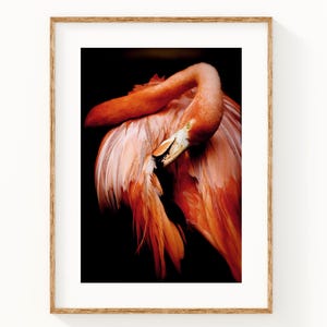 Pink Flamingo Photo Print: Tropical Bird Wall Art