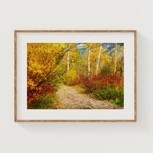 Colorado Autumn Forest Photography: Fine Art Print, Nature Wall Decor