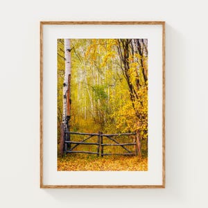 Aspen Tree Fall Photography Print: Colorado Autumn Wall Art