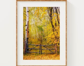 Aspen Tree Fall Photography Print: Colorado Autumn Wall Art