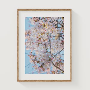 ピンクの桜の壁アート、春の桜の木、東京のファインアートプリント、淡いピンクの花、日本の自然写真、花の装飾