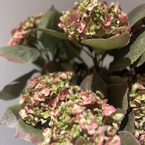 May include: A close-up of a bouquet of artificial hydrangeas. The flowers are a mix of pink and green, with some petals showing a gradient of colour. The leaves are large, green, and slightly textured.