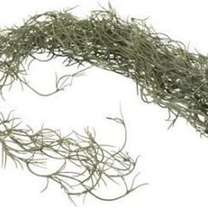 May include: A length of dried Spanish moss, in shades of green and grey, against a white backdrop. The moss has a wispy, textured appearance, with numerous thin strands and small, pointed leaves. The base of the bundle is a light brown colour.