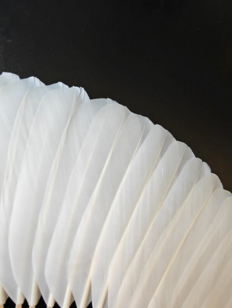 May include: A close-up shot of a collection of white feathers arranged in a fan shape. The feathers are soft and delicate, with a slight curve. The background is a solid black, creating a contrast that highlights the feathers.