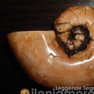 May include: A light brown fossilized nautilus shell with a detailed, intricate pattern of white lines and swirls. The shell is polished and has a glossy finish.