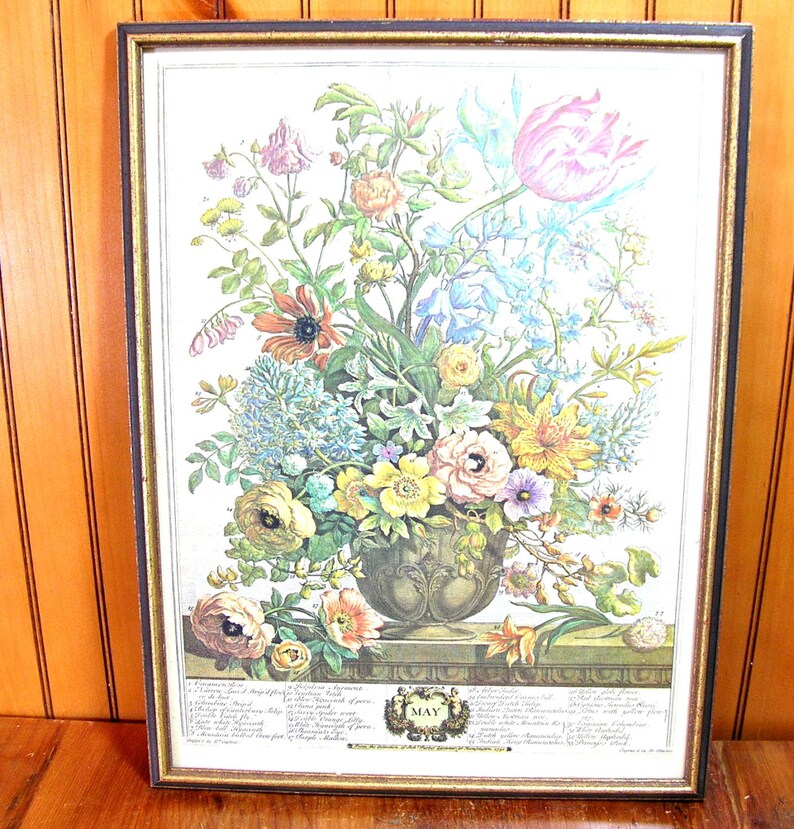 Williamsburg Flower Of The Month Print May Framed Vintage Etsy