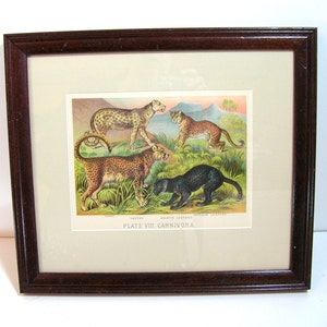 Mammilia Framed Antique Print - Plate VIII Carnivora - Chetah - Leopard