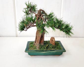 Faux Bonsai Pine Tree in Green Pottery Planter