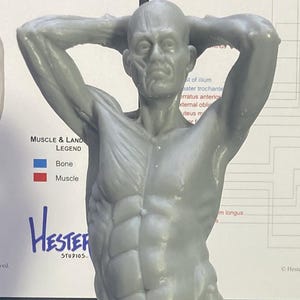 May include: A 30 cm grey anatomical study model of a male human figure, showcasing muscle and bone structure. The figure stands with arms raised, on a white base. Educational charts are in the background, providing anatomical context.