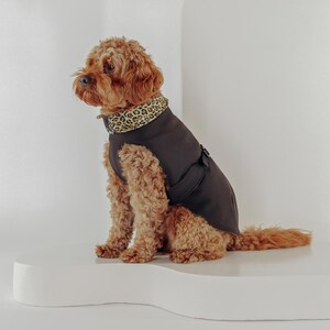 Op de afbeelding: Een bruine en witte hond die een zwarte jas draagt met een luipaardprint kraag. De hond zit op een wit platform.