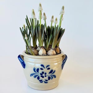 May include: A beige ceramic pot with blue floral patterns and handles, containing a plant with white flowers and green leaves. The pot is on a white surface.