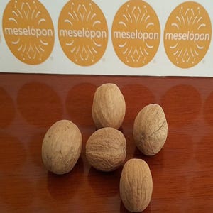 Whole Nutmeg Spice Dried Fragrant Nutmeg True Nutmeg 100gr / 3.52oz